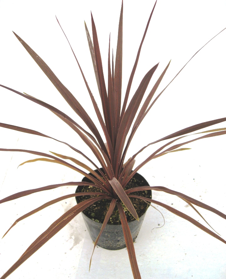 ドラセナ　コルディリーネ