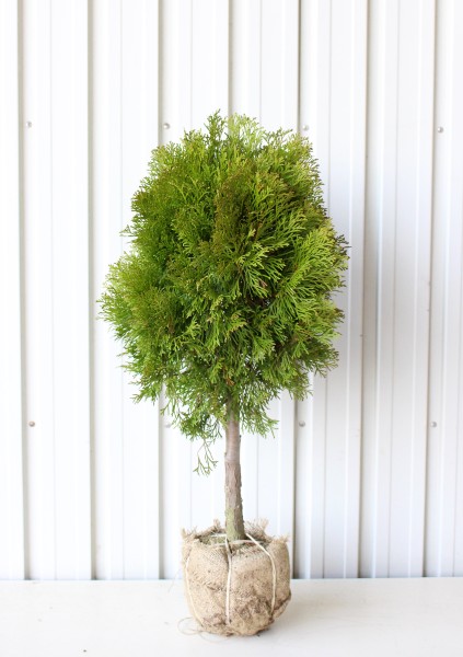 コニファー エメラルド スタンダード仕立て 高さ 約50ｃｍ