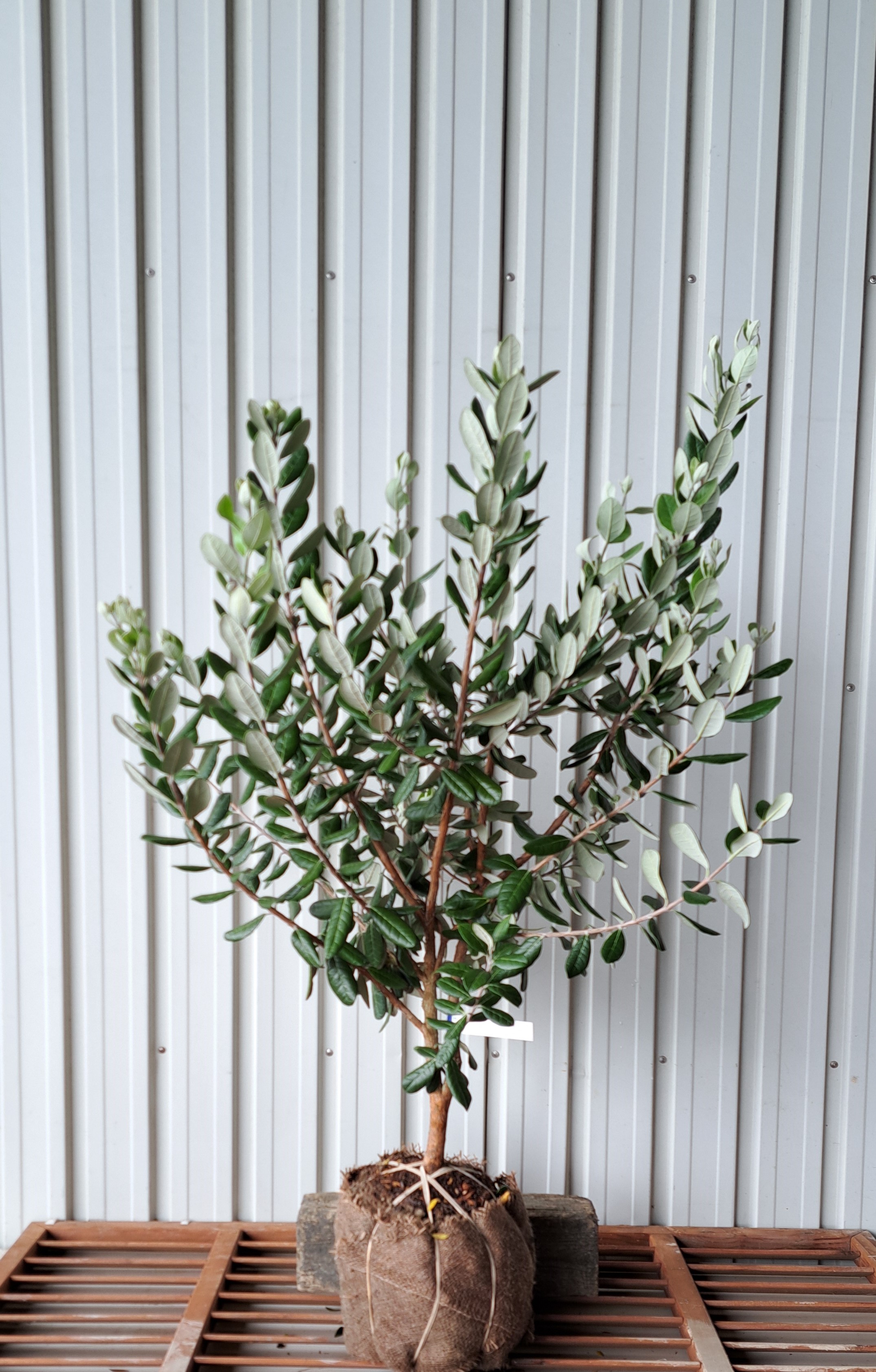 フェイジョア　ふぇいじょあ　植木組合