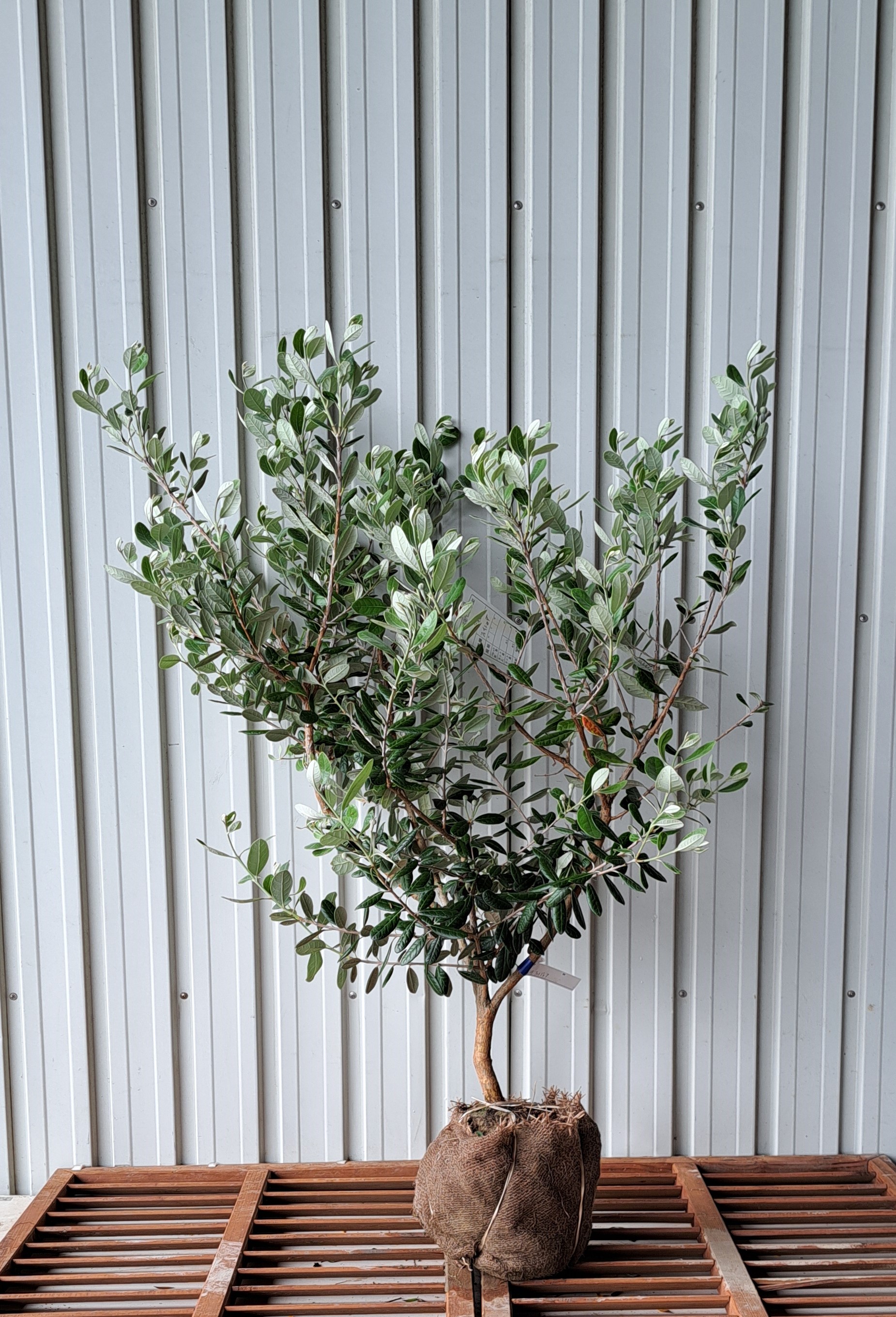 フェイジョア　ふぇいじょあ　植木組合