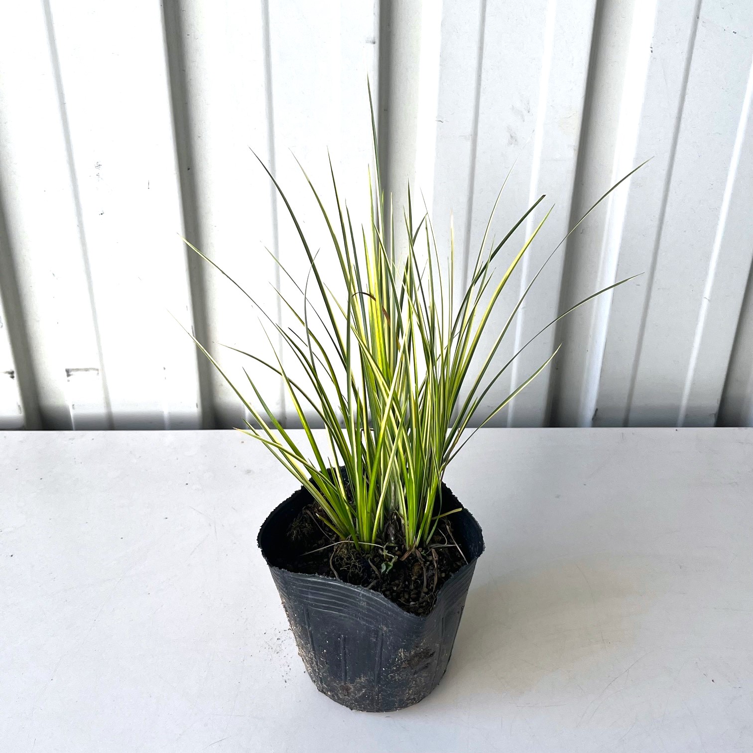 セキショウ　斑入　苗　植木組合　葉　　植木組合