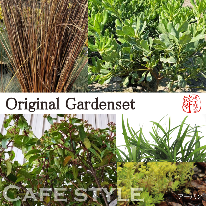 ガーデンセット　S　【カフェスタイル】【アーバン】　プロ監修　配置案・ガイド・肥料・手袋付き　植木組合オリジナル