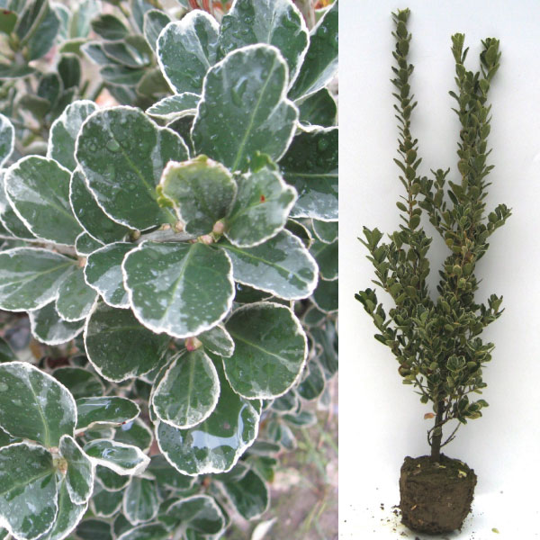 ギンマサキ　銀柾木