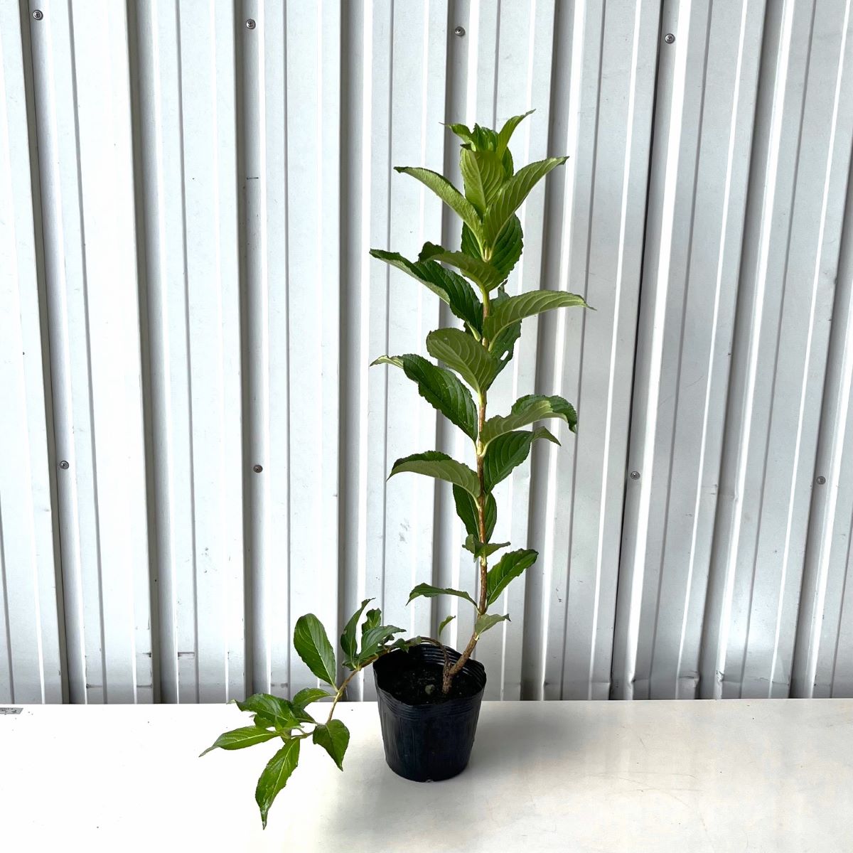 ハコネウツギ　40cm　　植木組合