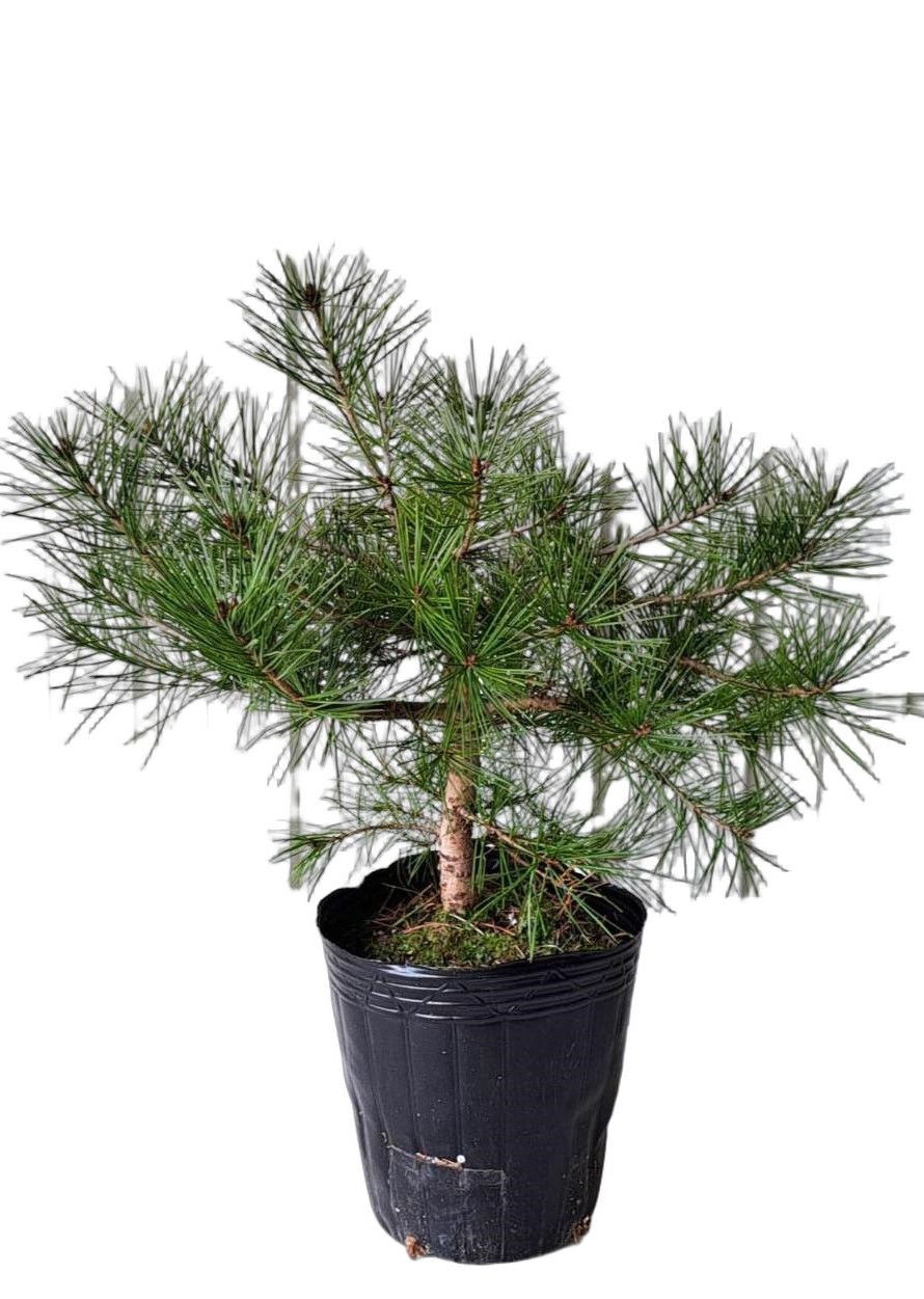 白松　ハクショウ　植木組合　苗