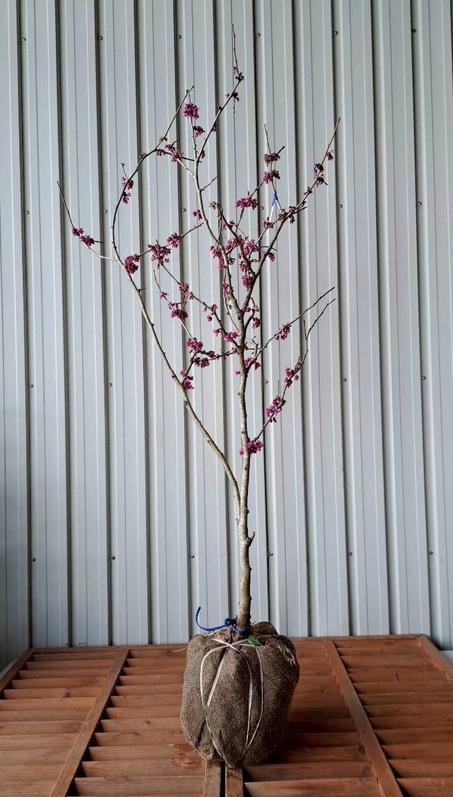 花ずおう　はなずおう　花すおう　ハナスオウ　雑木　落葉樹　植木組合