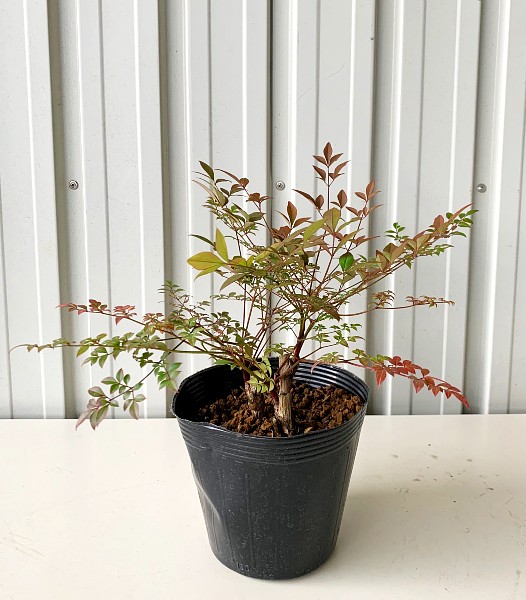 ヒメナンテン　20ｃｍ