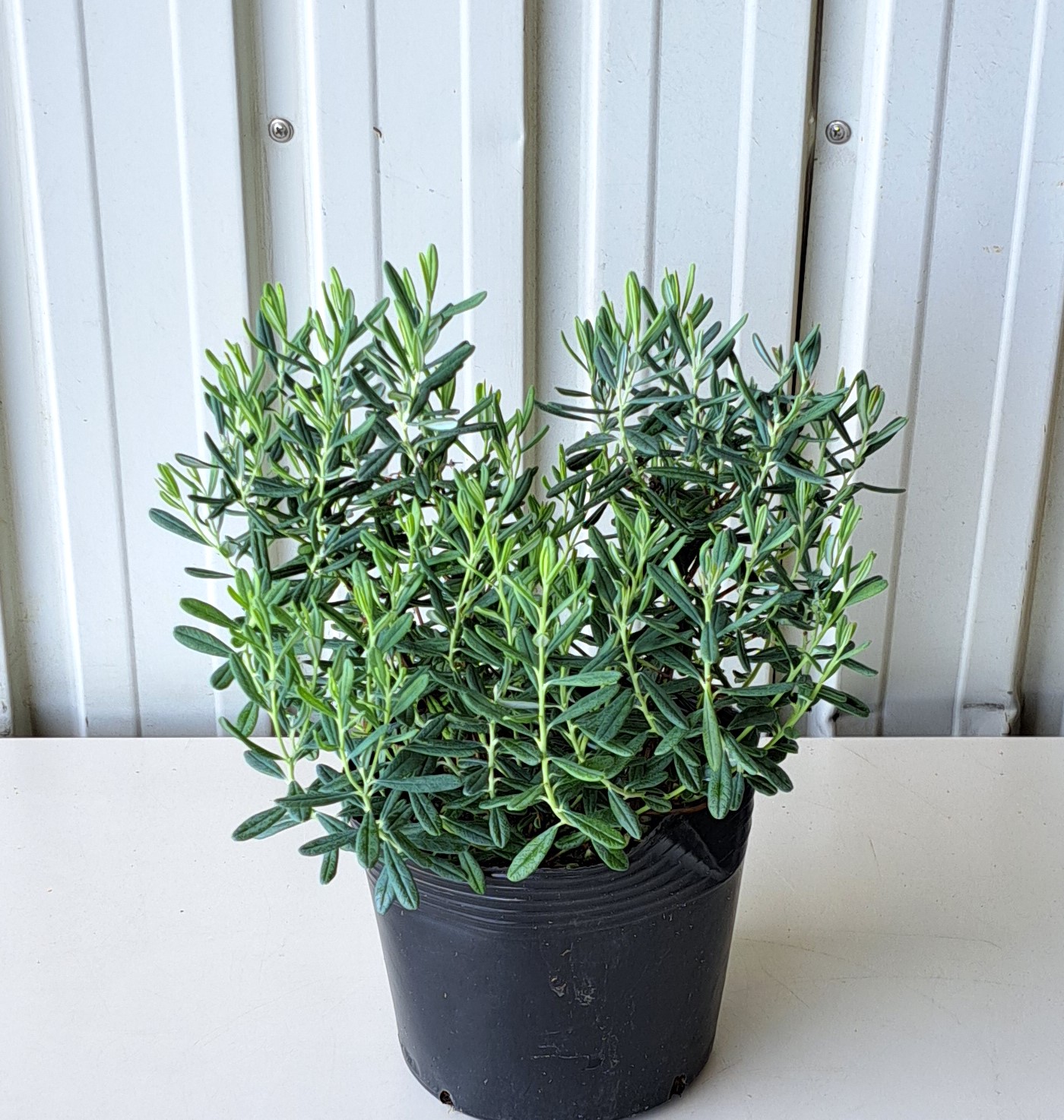 ヒメシャクナゲ　ブルーアイス　姫石楠花　ひめしゃくなげ　ぶるーあいす　植木組合