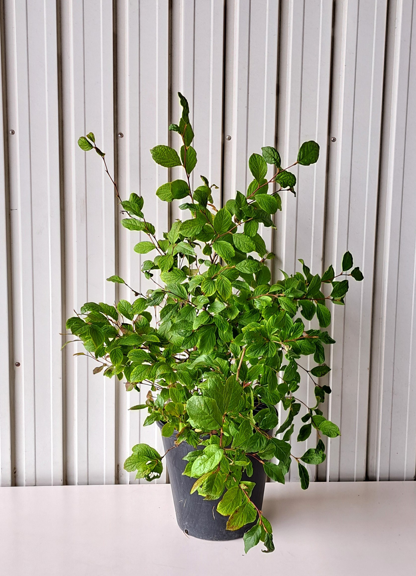 ヒメシャラ　ひめしゃら　植木組合
