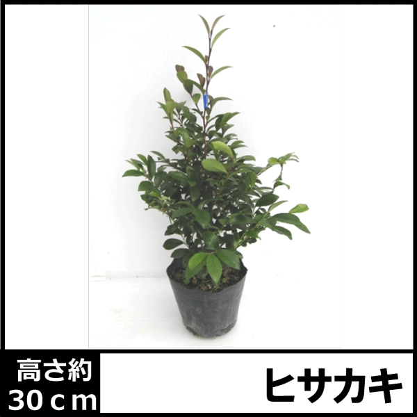 現品 ヒサカキ ビシャコ 姫榊 特大苗 3.5mほど 山採り 001 ヒサカキ 姫榊 ビシャコ 特大苗 山採り 3.5m 001