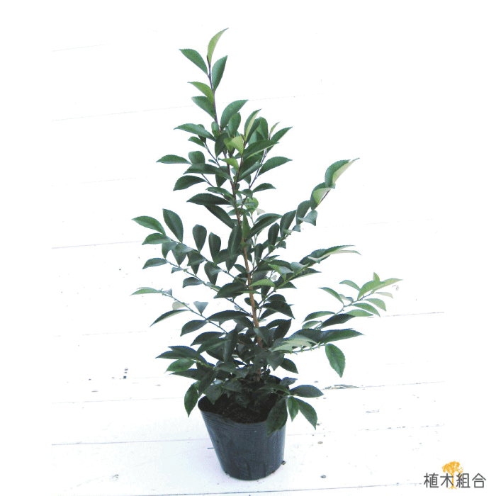 ヒサカキ　ビシャコ　植木組合