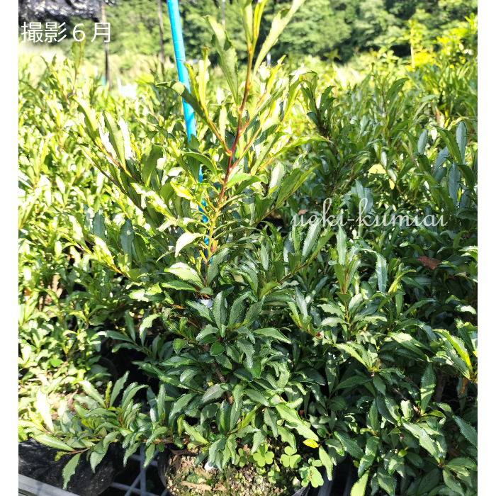 こんぷひさかき　コンプヒサカキ　植木組合　ビシャコ　苗