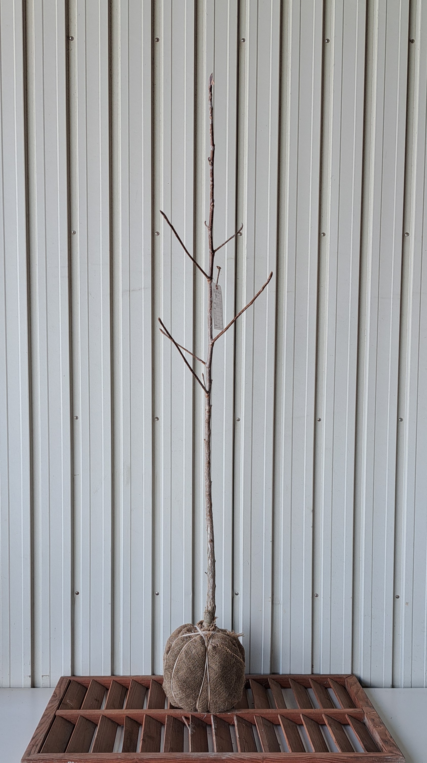 ホオノキ　ほおのき　ホウノキ　ほうのき　植木組合