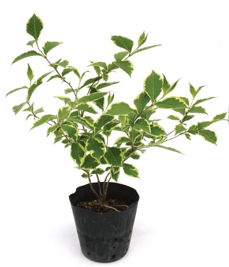 タニウツギ　40cm　　　植木組合