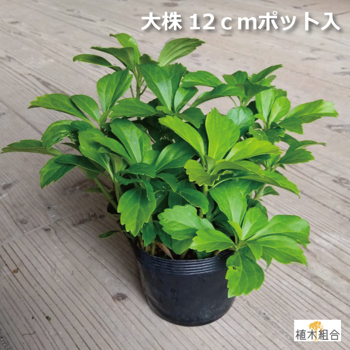 フッキソウ　ふっきそう　富貴草　大株　植木組合　グランドカバー　