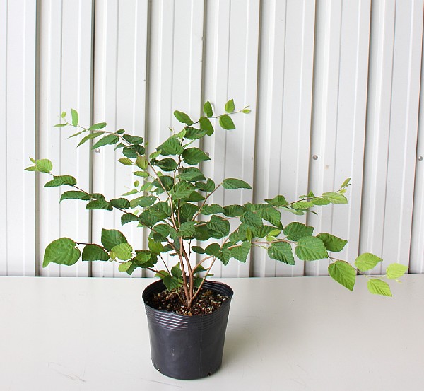 ヒュウガミズキ　40ｃｍ　植木組合
