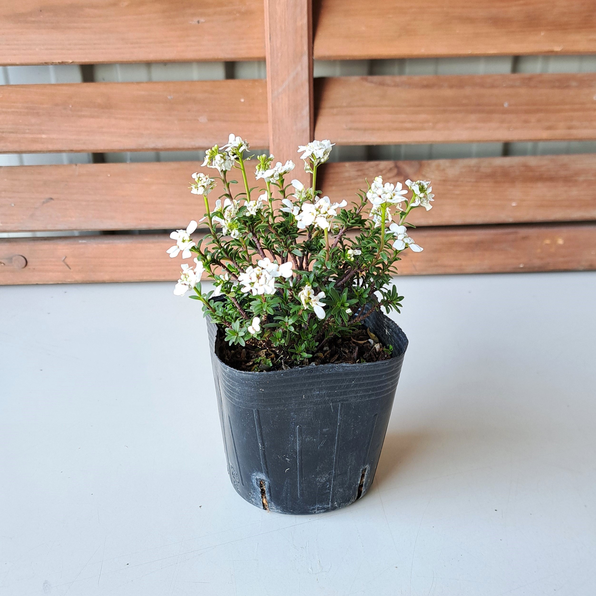 イベリス　いべりす　花　植木組合