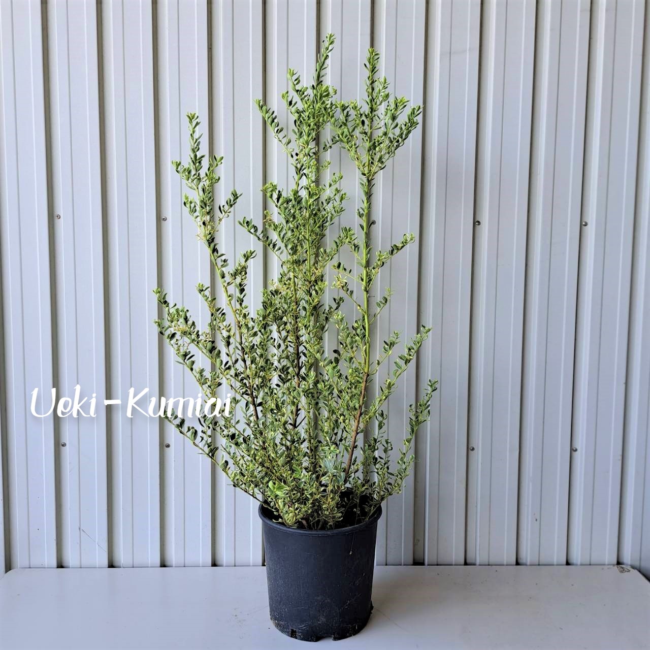 イヌツゲ　ホワイトマージン　植木組合