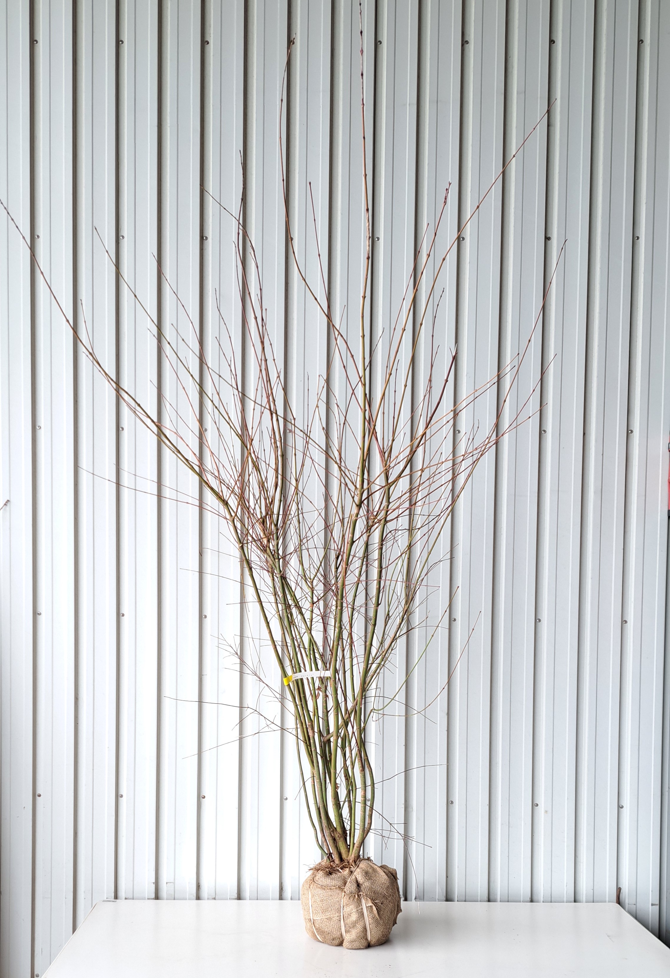 イロハモミジ　いろはもみじ　植木組合　