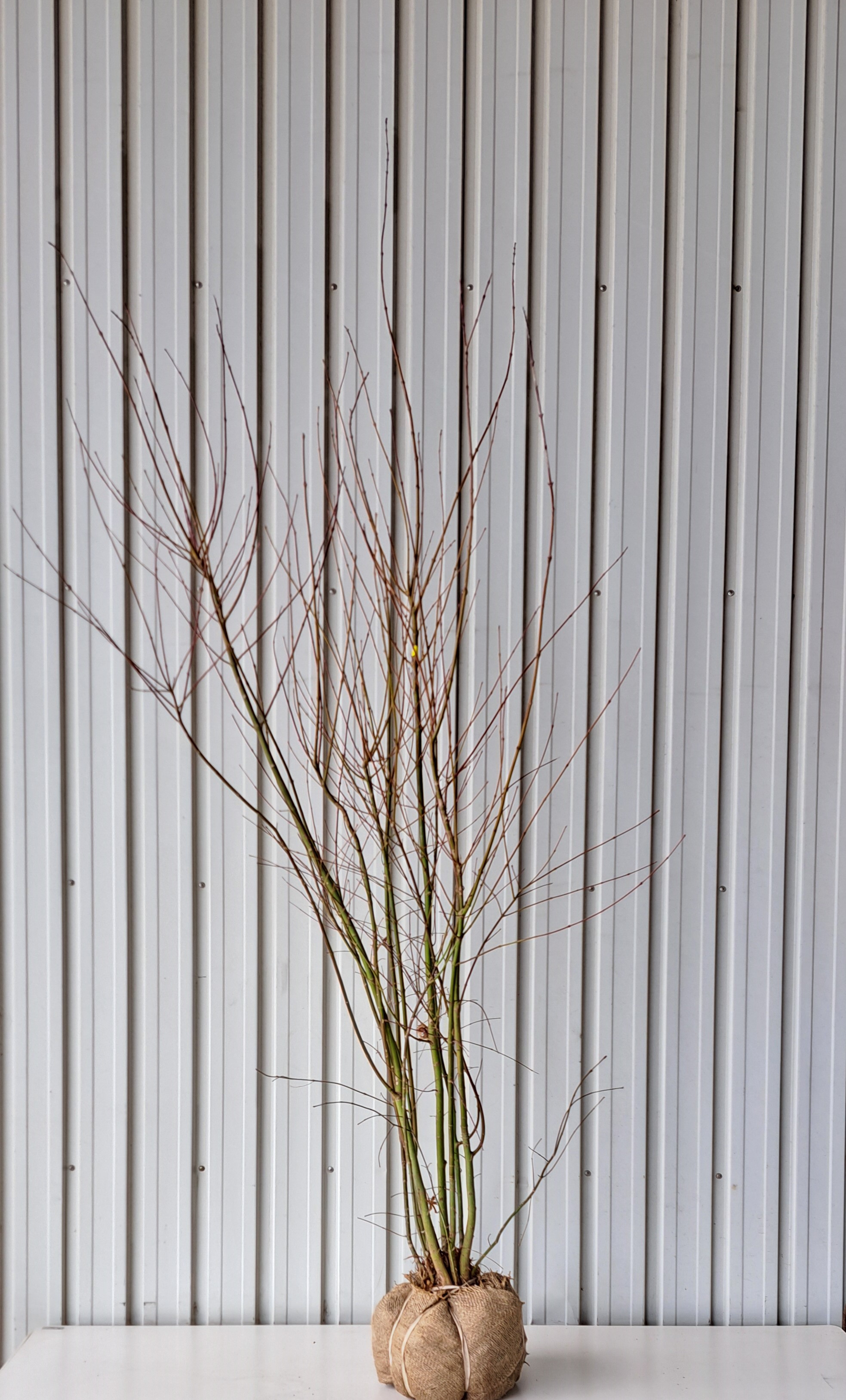 イロハモミジ　いろはもみじ　植木組合
