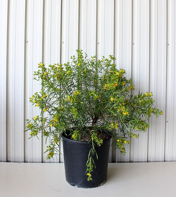 現物0 ヒペリカム 細葉 ジェモ 高さ 約50ｃｍ 幅 約50ｃｍ 30ｃmプラ鉢入り