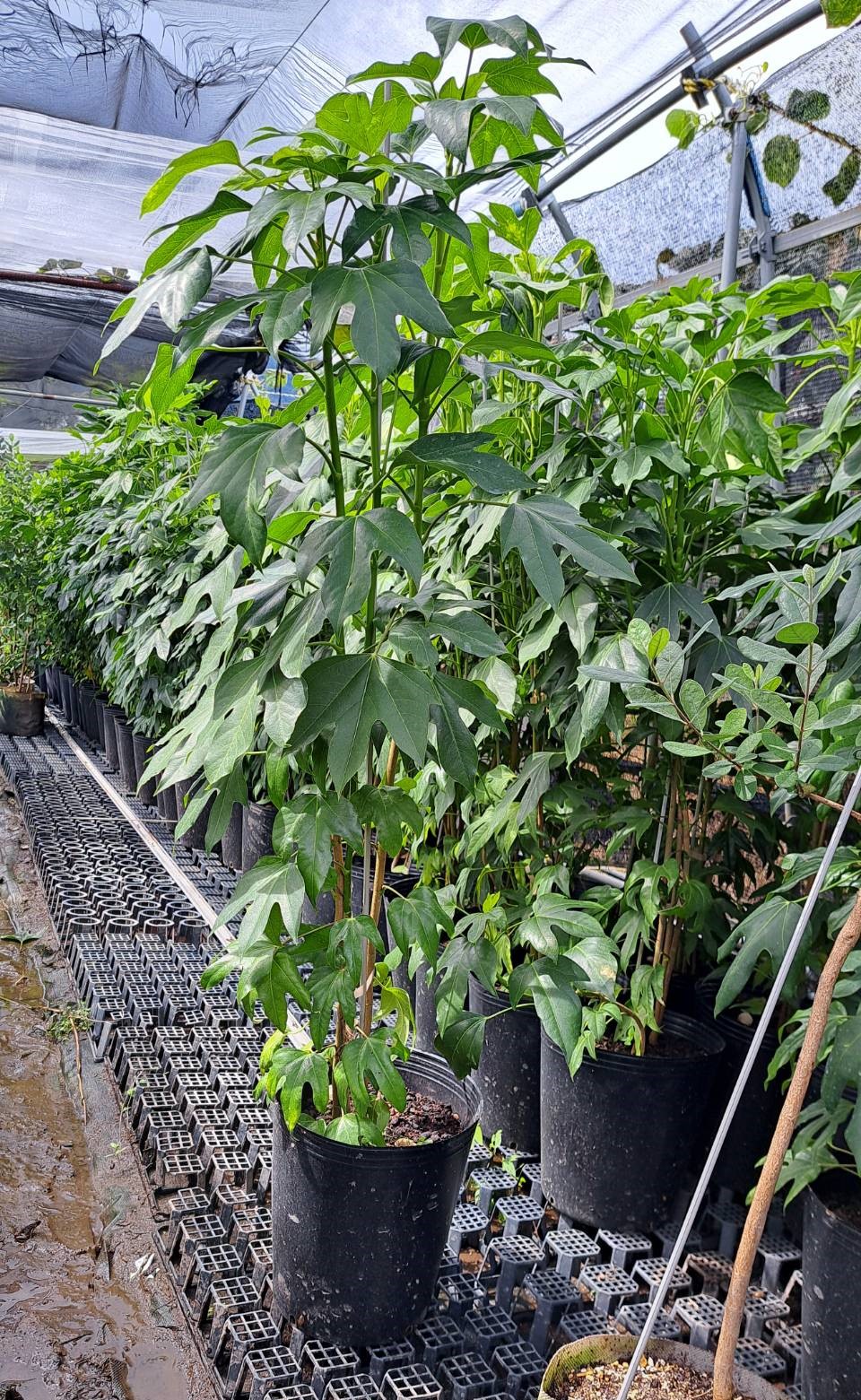 カクレミノ株立1.3M(鉢底から)品番B カクレミノ株立1.3M(鉢底から)品番B