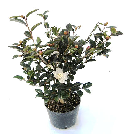 寒椿　カンツバキ　かんつばき　白　メイン