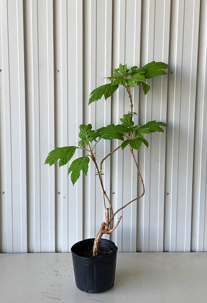 カシワバアジサイ八重　　植木組合