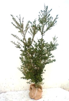 キンメツゲ　金芽つげ　生垣