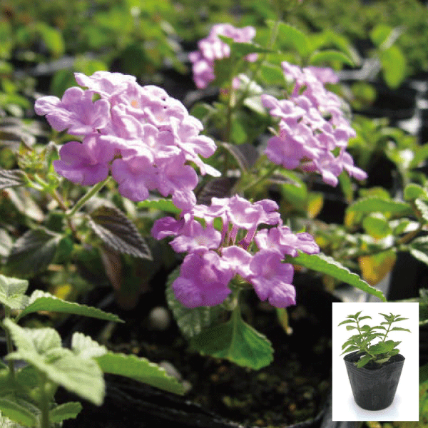 コバノランタナ　ピンク　植木組合　花　