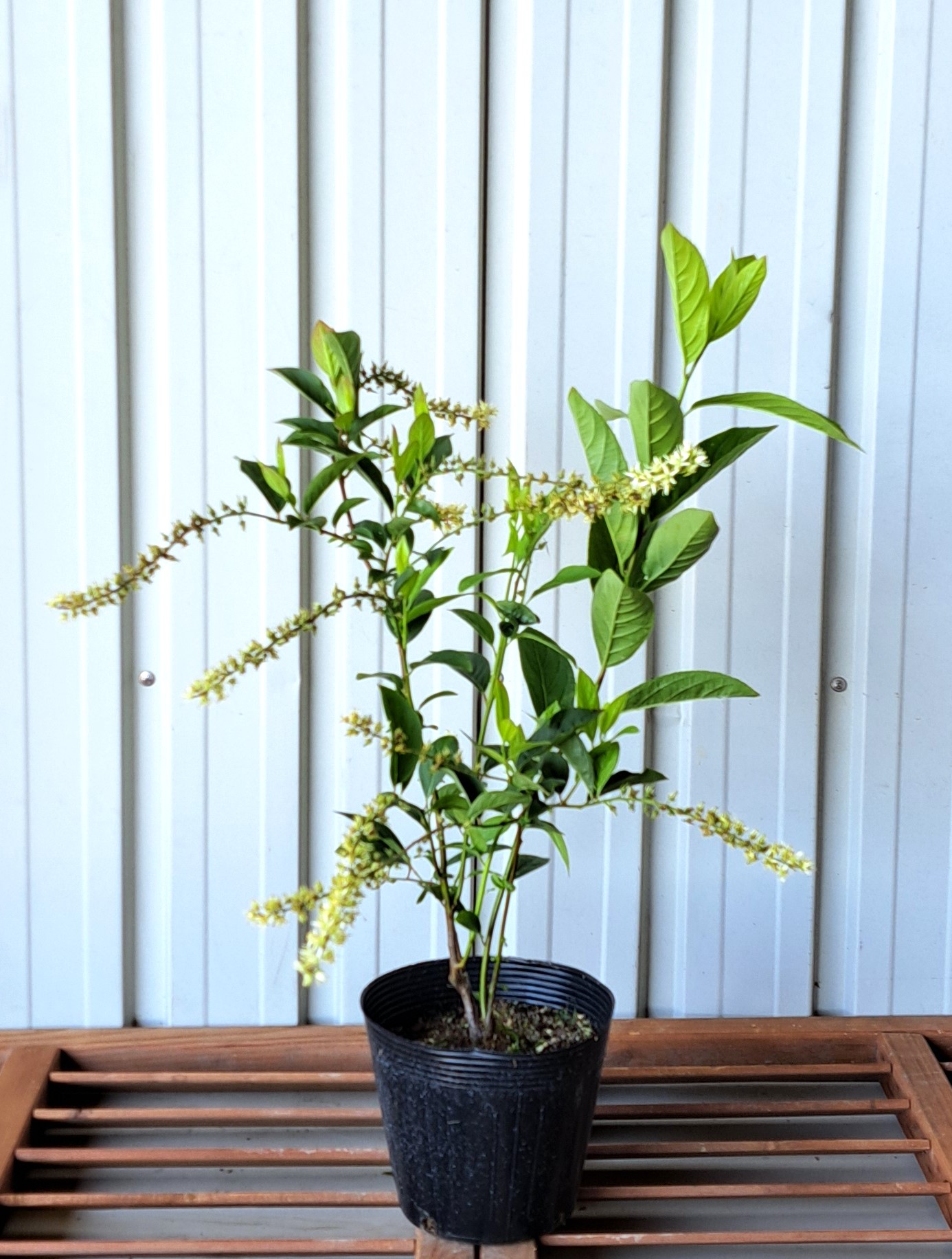 コバノズイナ　こばのずいな　植木組合