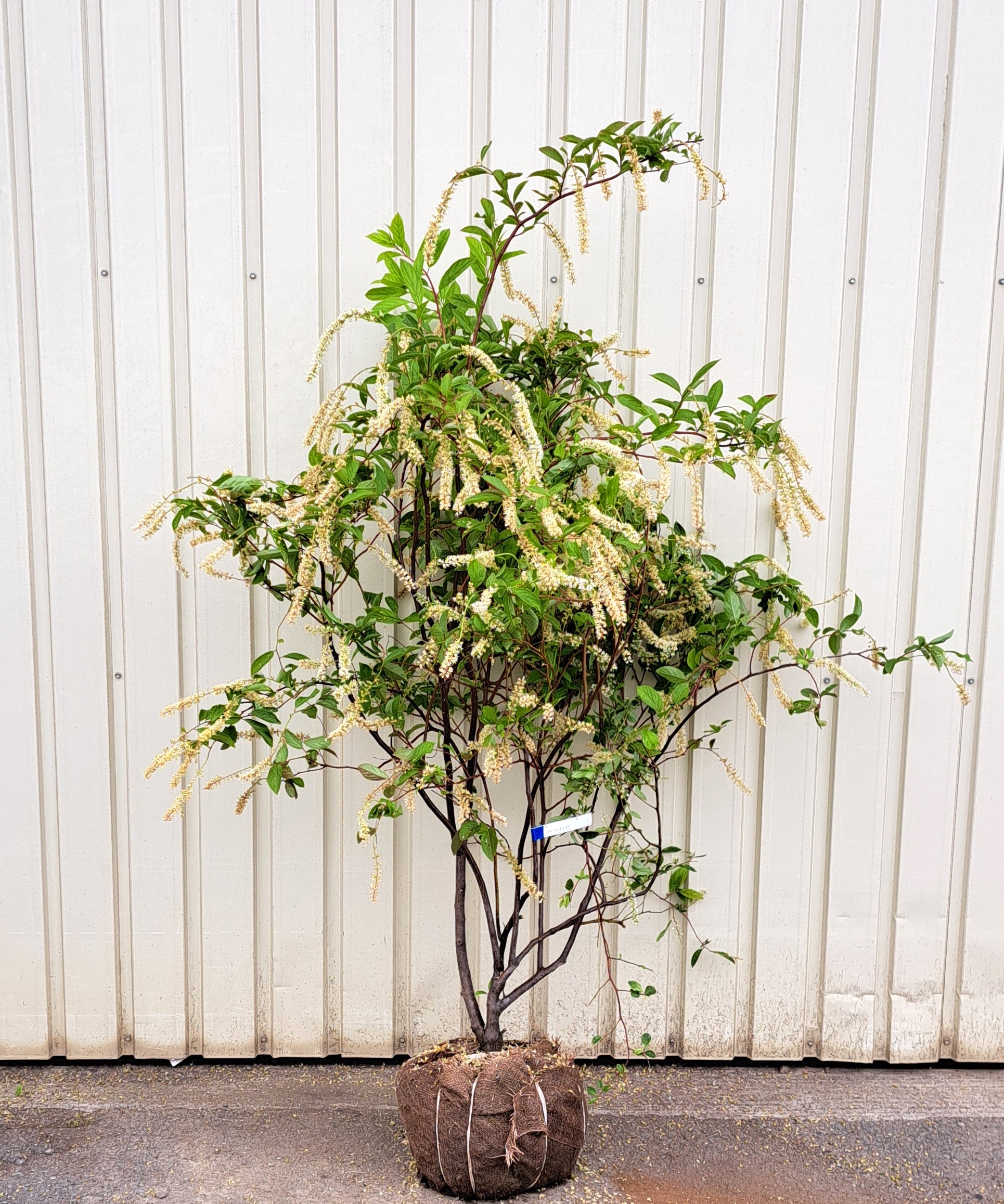 コバノズイナ　こばのずいな　植木組合