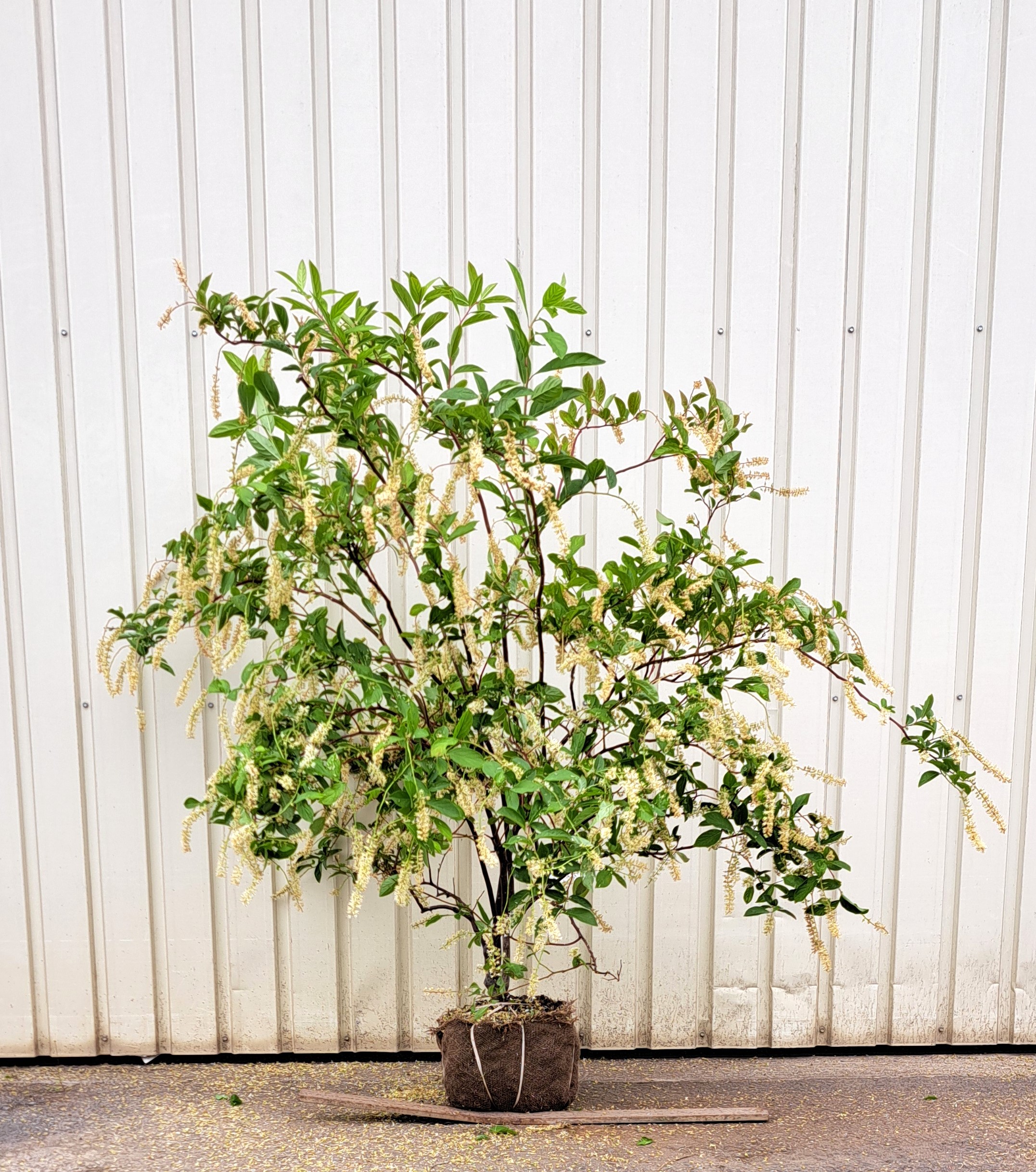 コバノズイナ　こばのずいな　植木組合