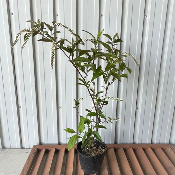 コバノズイナ　40cm　植木組合