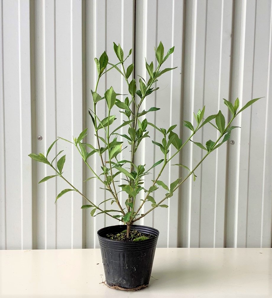 コクチナシ　苗　植木組合　常緑低木