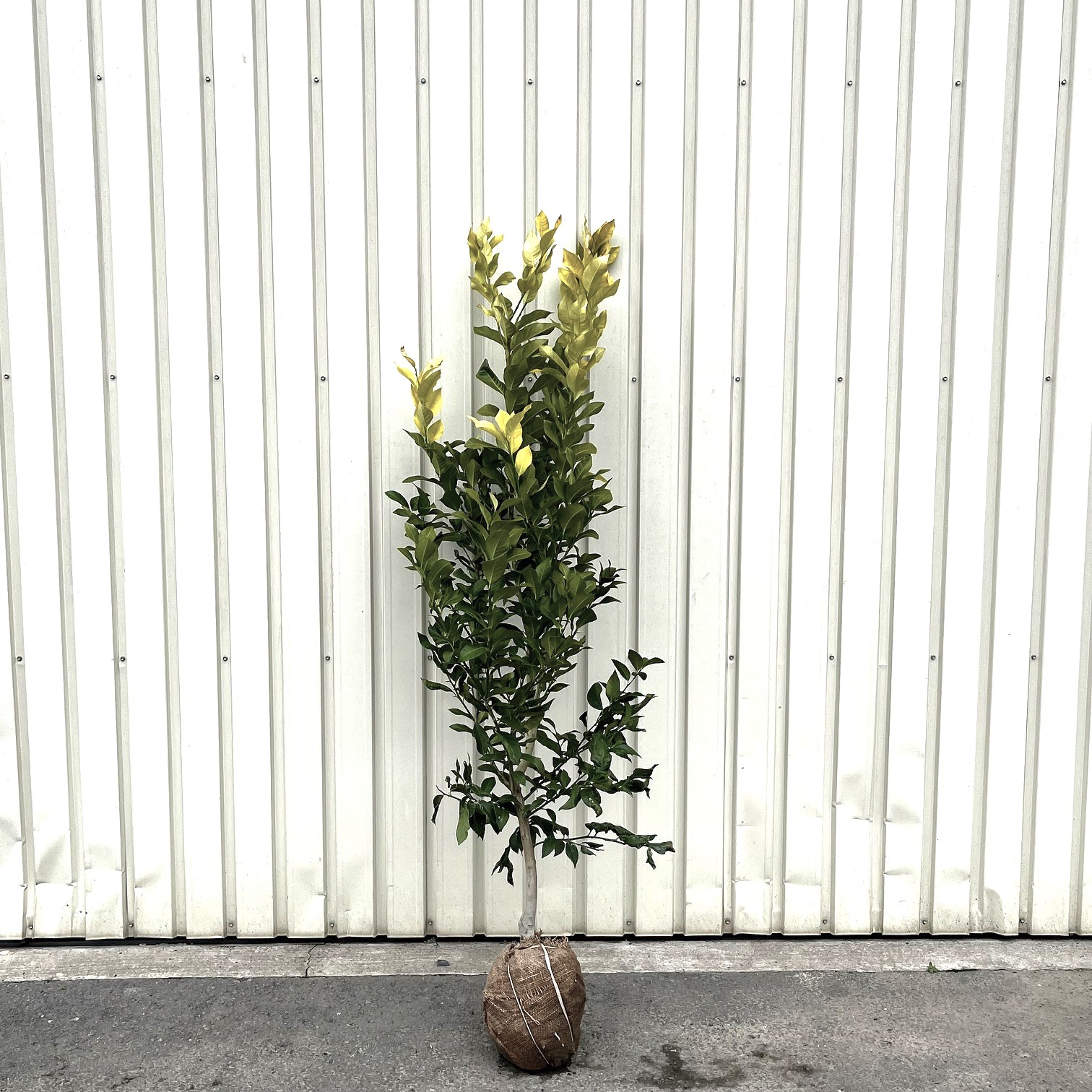 レモン　1.5ｍ　　植木組合　果樹　柑橘　れもん　檸檬