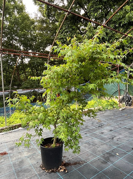 寒さに強い 耐寒性がある 植木組合