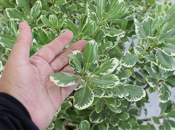 1067　フイリトベラ　ふいりとべら　斑入りとべら　斑入りトベラ　植木組合　葉