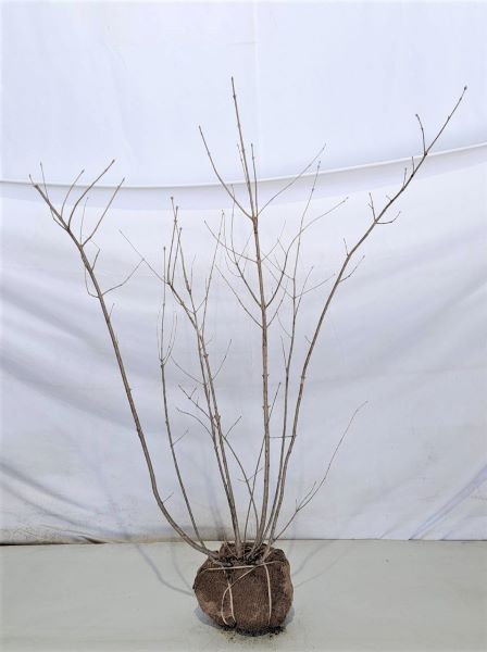 植木 雑木等お安くお分けします。