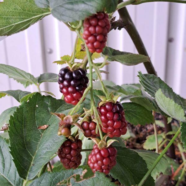 1137　ブラックベリー　ソーンフリー　ぶらっくべりー　そーんふりー　植木組合　葉