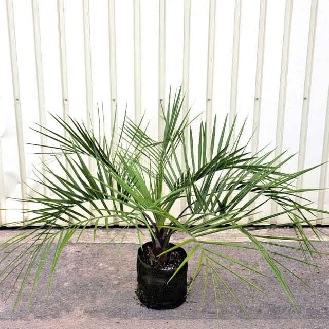 現物1161】ココスヤシ 高さ 葉先約1.1m 21cm地中バッグ入り 