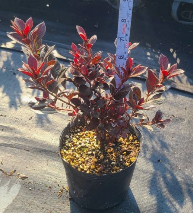 ロドデンドロン　カッパーエバー　20cm　　植木組合