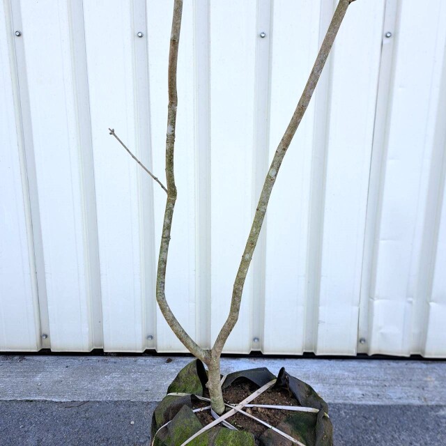 1239　アオダモ　単木