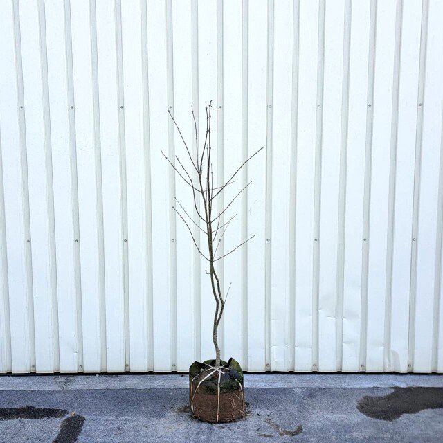 1239　アオダモ　単木