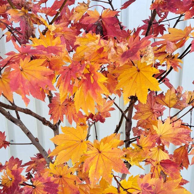 1240　ハウチワカエデ