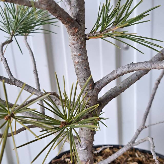 1286　ハクショウ　はくしょう　植木組合　葉