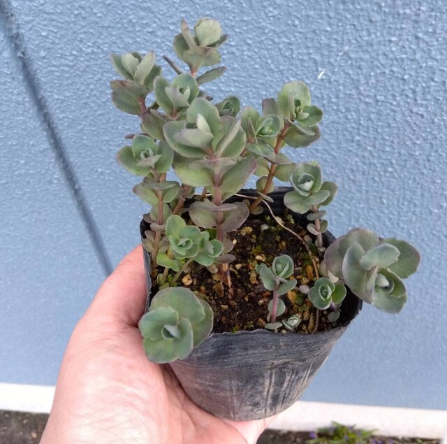 バートラム アンダーソン　　植木組合