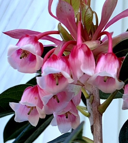 ピンクシャンデリア　ぴんくしゃんでりあ　花　植木組合