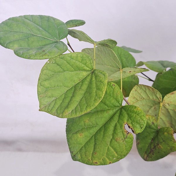 204　アメリカハナズオウ　白花　あめりかはなずおう　葉　植木組合