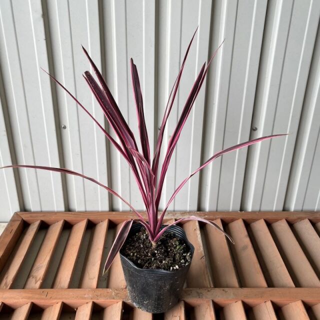 コルディリーネ　ピンクパッション　　植木組合